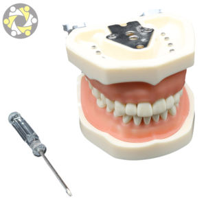 Medisch Onderwijs Tandheelkundig Model 32 Tand Siliconen Anatomisch Model Voor Training Oraal Model Met Afneembare Demonstratie - Product Image 3