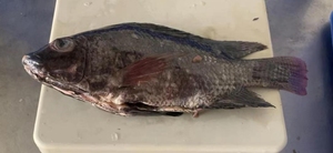 Mùa giải mới đông lạnh cá rô phi đen <span class=keywords><strong>GS</strong></span> gutted thu nhỏ toàn bộ vòng - Product Image 5