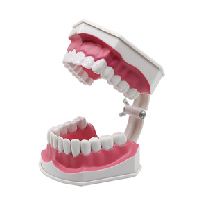 Modèles d'enseignement dentaire pour enfants de maternelle, modèles standard de dents pour l'hygiène bucco-dentaire, pour la pratique du brossage des dents, multi-usages - Product Image 1