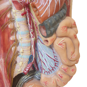 Mô hình thần kinh giao cảm tự trị của con người hỗ trợ giảng dạy giải phẫu thần kinh giao cảm cho khoa học y tế - Product Image 3