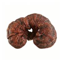 Huile de spores de Reishi en gélules, capsules de Ganoderma Lucidum 500mg, Triterpènes 30%, Extraction supercritique au CO2, OEM, Marque privée