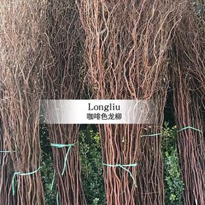 Branches de saule sèches Dragon Willow pour arrangements floraux, décoration de tiges séchées, pièce de présentation, décorations florales séchées - Product Image 3