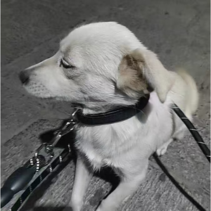 1 inch <strong>nylon</strong> adjustable Red Black <strong>collar</strong> meaning space <strong>collar</strong> <strong>dog</strong> led vest new solid long purse strap <strong>dog</strong> <strong>collar</strong> - Product Image 4