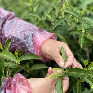 Высококачественные листья черного чая собирают в чайных садах без загрязнений Lapsang zhengshanxiaozhong - Product Image 6