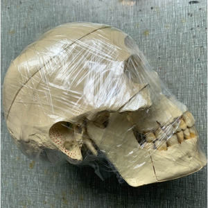 ADA-BM1019 cuộc sống-kích thước PVC dành cho người lớn Skull giải phẫu mô hình với mạch máu và dây thần kinh cho y tế trường đào tạo - Product Image 4