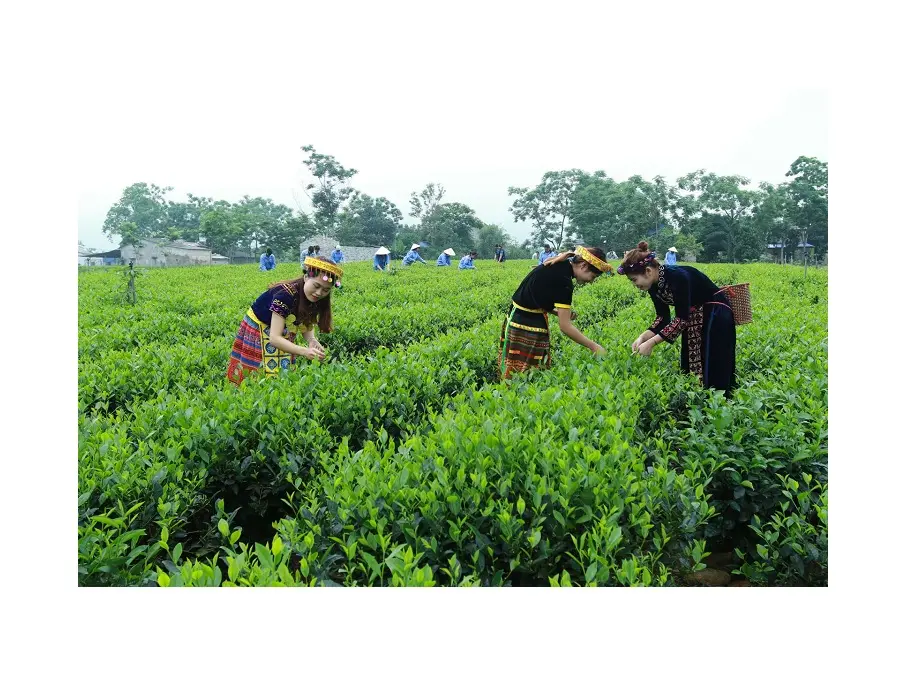 Organic Herbal Tea from Vietnam - Green Tea / Black Tea Competitive Price High Quality Export to EU, USA, Japan, Korea