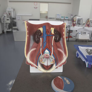 6-Part Dual <span class=keywords><strong>Sex</strong></span> PVC Sistema Urinário Anatomia Modelo Humano Modelo para a Escola Médica & Classroom Use - Product Image 5