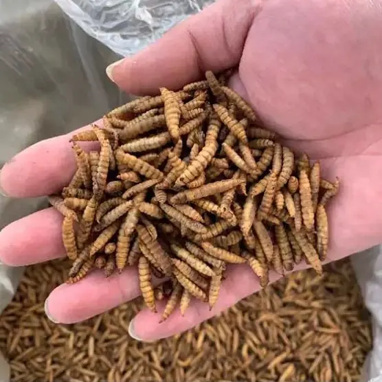 Dry food high protein Dried Black Soldier Fly Larvae High Calcium Worms for Chickens for bird pet food