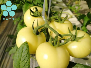 Youshuo – poudre d'extrait de tomate cristal/tomate blanche - Product Image 3