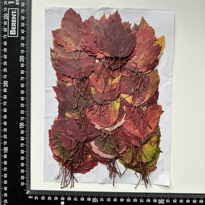 1000 pièces/paquet feuille d'érable des marais série de couleurs d'<span class=keywords><strong>automne</strong></span> feuille pressée pour cadre de peinture <span class=keywords><strong>Photo</strong></span> - Product Image 4