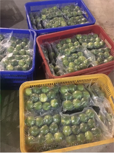 Citron vert frais sans pépins du Vietnam Exportation Agrumes de qualité supérieure Prix de gros pour le marché mondial - Product Image 6