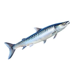 Porciones de Barracuda sin Espinas, Capturadas en el Siluro, Premium, al por Mayor, Alto en Proteínas, Bajo en Carbohidratos, para Servicios de Alimentación HoReCa - Product Image 6