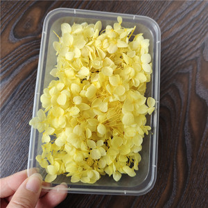 Cornice Fotografica in Vetro con Fiori Secchi di Ortensia Anna, Decorazione Artigianale di Alta Qualità, Fiori Veri 5G - Product Image 4