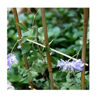 Soporte de Bambú Natural Hecho a Mano Estilo Chino para Plantas Trepadoras y Valla Decorativa para Jardín/Patio