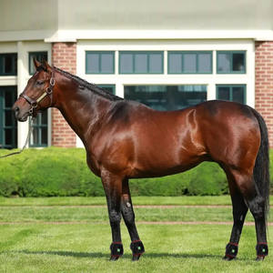 Lampu merah LED penumbuh baterai bawaan, produk perawatan kuda pereda nyeri kuda 660 850nm - Product Image 3