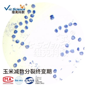 Juego de Portaobjetos de <span class=keywords><strong>Microscopio</strong></span> para Ciencias Médicas, Muestra de <span class=keywords><strong>Mitosis</strong></span> y Meiosis de Zea Mays, Material Educativo para la Enseñanza - Product Image 2