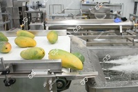 Mango Reinigingsproductielijn Mango Wassen En Waxen En Drogen Machine Mango Wassen Sorteerlijn Machine