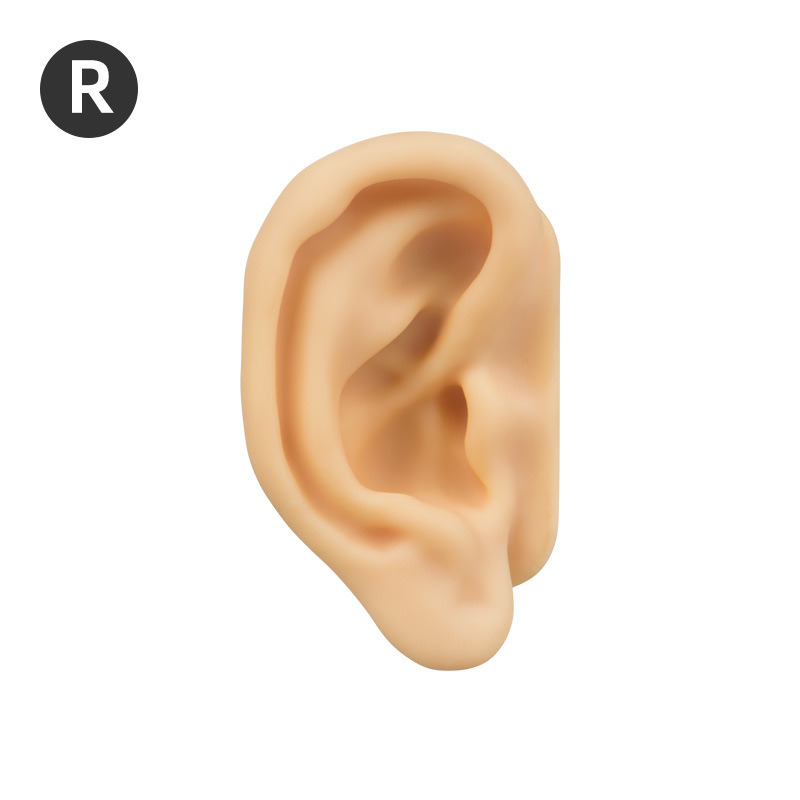 Tono de piel Oreja Derecha - Práctica de Acupresión Oreja Grande