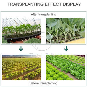 Machine de planteur de semis automatique, pour tabac - Product Image 3