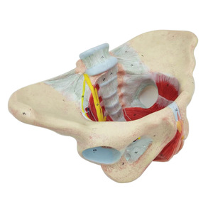 Modelo de Pelvis Femenina de Tamaño Real con Certificación CE/ISO, Recurso de Enseñanza de Ciencias Médicas, Enseñanza Anatómica para Demostraciones - Product Image 4