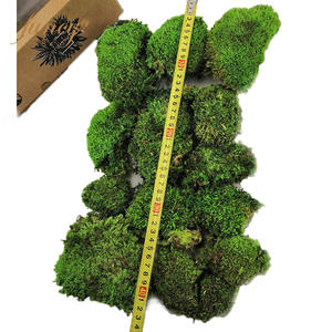 Mousse au perche vert naturel, 1 unité, vraie mousse, stable, pour décoration murale intérieure, Art Feng Shui - Product Image 4