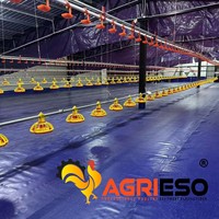 Équipement d'alimentation de volailles haute performance : Ligne d'alimentation en chaîne et ligne d'alimentation par platine pour poulets de chair, poules pondeuses et cages d'élevage