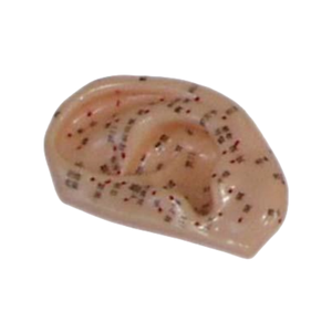 Ada การสอนทางการแพทย์การฝังเข็มแบบหูการฝังเข็มแบบ1:1และศีรษะแบบจำลอง20ซม. สำหรับการสอนและการเรียนรู้กายวิภาคศาสตร์ - Product Image 5