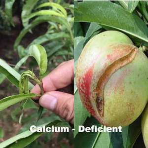 Fertilizante Líquido Orgánico de Calcio y Boro Agrinorm 100% Soluble en Agua para Evitar la Cáscara de Durazno Agrietada en Árboles de Durazno - Product Image 2