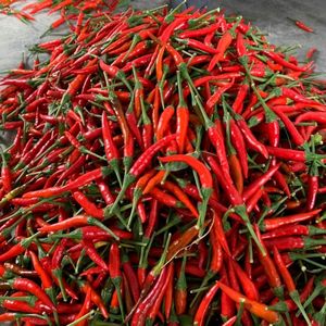 Chile fresco de alta calidad de Vietnam | Suministro mayorista de exportación de pimientos picantes verdes rojos orgánicos - Product Image 6