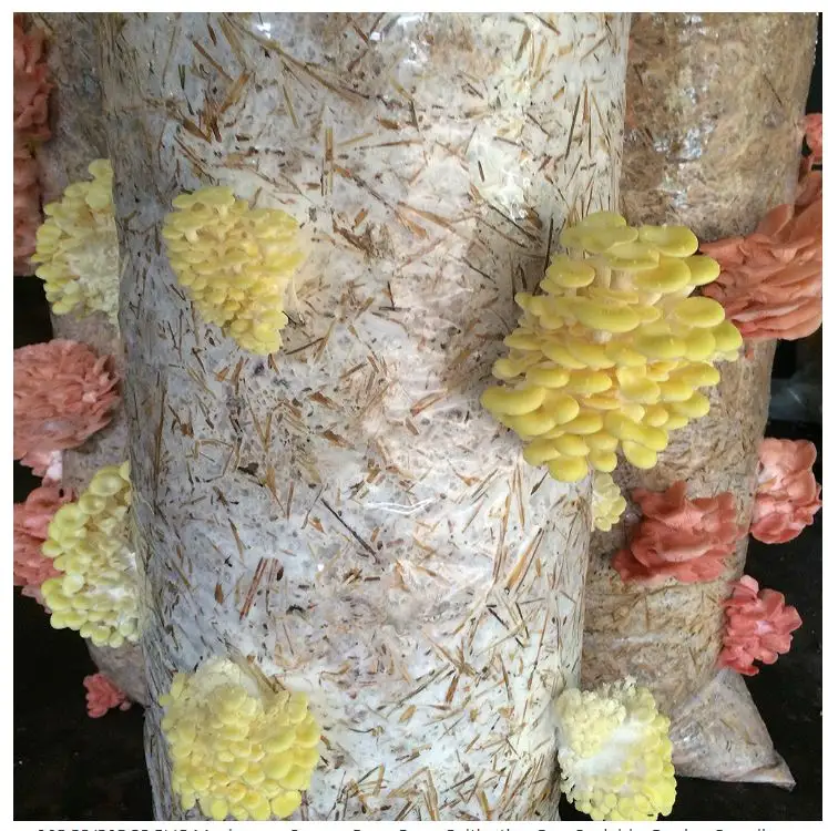 Sacchetto di plastica per crescita con il lato del gusset mylar sacchetto con filtro patch per la coltivazione di funghi