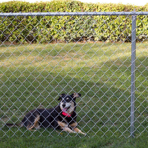 <strong>Galvanized</strong> <strong>Chain</strong> <strong>Link</strong> <strong>Fence</strong> Square Hole Cutting Welded Low-Carbon Iron Wire <strong>Mesh</strong> Outdoor Garden Fencing - Product Image 4