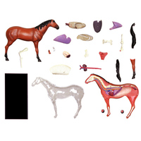 Modelo Educativo de PVC, Modelos Anatómicos de Caballos, Biología Animal, Órganos Desmontables, CE/ISO