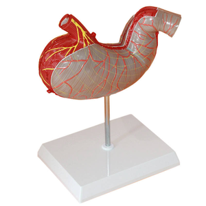 Modello Anatomico <span class=keywords><strong>del</strong></span> Stomaco Umano Ingrandito 1,5 Volte per lo Studio della Digestione in <span class=keywords><strong>Scienze</strong></span> Mediche - Product Image 5