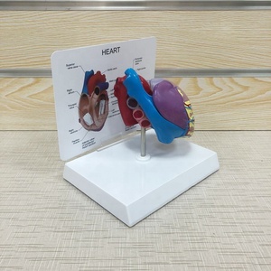 Mô Hình Trái Tim Giải Phẫu Người Giải Phẫu <span class=keywords><strong>3d</strong></span>, Giải Phẫu Người - Product Image 5