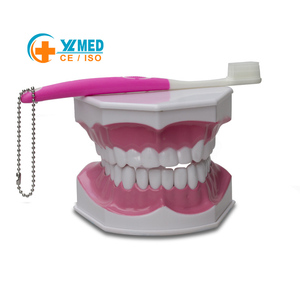 Modèle d'enseignement dentaire détachable en PVC de grande taille pour enfants, pour <span class=keywords><strong>la</strong></span> science médicale - Product Image 1