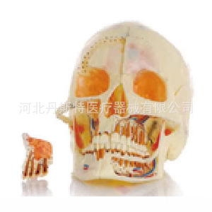 Modèle de crâne en silicone médical pour l'enseignement de l'anatomie, à usage éducatif - Product Image 1