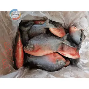 Pommeau rond rouge poisson, vente en gros, 5 pièces