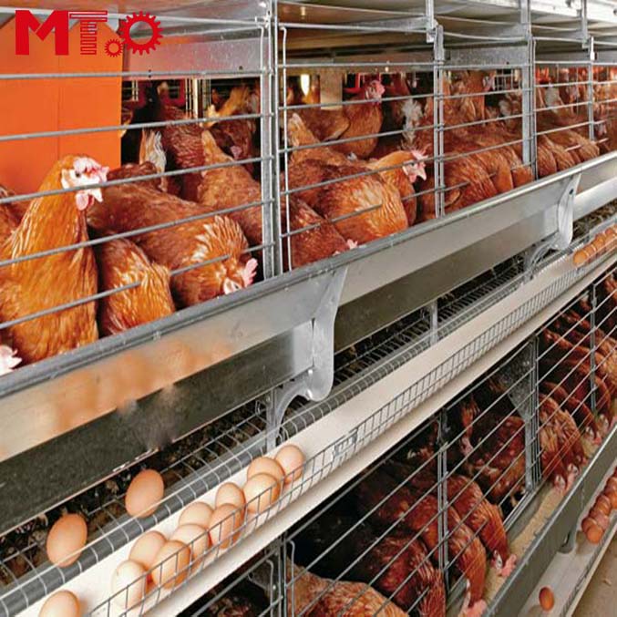 Jaulas de batería para gallinas ponedoras automáticas, al mejor precio