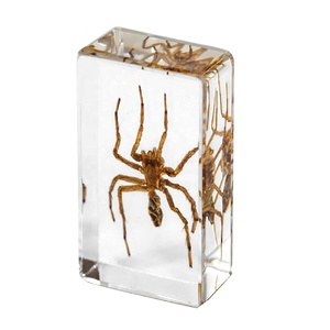 Bán buôn giáo dục chặn giấy thực gián lỗi nhựa mẫu cho học tập và hiển thị - Product Image 4