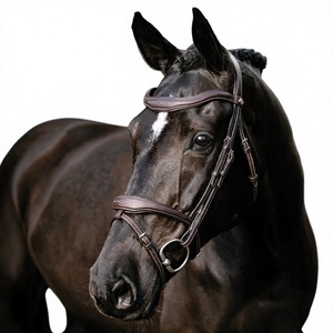 Wholesale Premium Handmade Horse Leather Bridle Reins Durable Comfortable <b>Equestrian</b> Tack Riding Training Black Cob Model Exion - Product Image 5