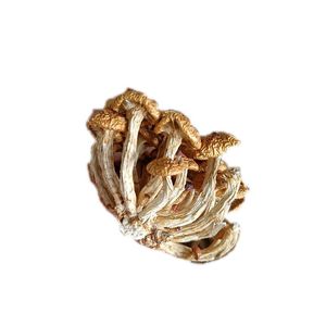 Hongo Dorado <span class=keywords><strong>de</strong></span> Toscana Seco, Cultivado Naturalmente, Comestible, <span class=keywords><strong>de</strong></span> Grado Alimenticio - Product Image 1