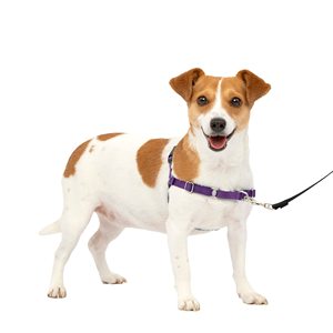 Pour <span class=keywords><strong>PetSafe</strong></span> pour <span class=keywords><strong>harnais</strong></span> pour chien Easy Walk <span class=keywords><strong>Harnais</strong></span> en nylon personnalisé pour chiens moyens à grands Réglable pour un contrôle facile sans <span class=keywords><strong>traction</strong></span> Fe - Product Image 4