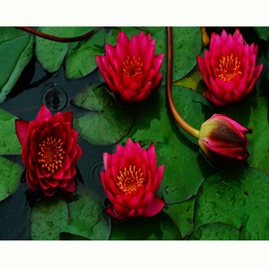 Pack Super Économique : Tuber de Nymphaea <span class=keywords><strong>James</strong></span> Brydon Hardy Water Lily et Panier Aquatique Pro - Product Image 5