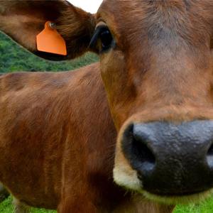 Duurzame oormerken voor vee met hoge zichtbaarheid print voor identificatie van landbouwvee - Product Image 3