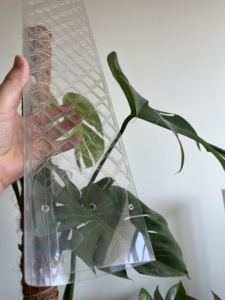 <span class=keywords><strong>Poteau</strong></span> de mousse de soutien de plantes en pot de 24 pouces <span class=keywords><strong>pour</strong></span> monstera - Product Image 5