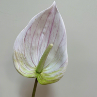 Plante artificielle Anthurium Flamant Rose à tige unique, imprimée en 3D, pour arrangements floraux de mariage, fête des Mères, décoration intérieure et ameublement.