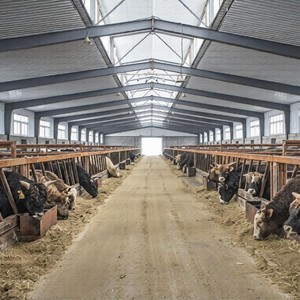 Prefabricated Steel Structure <strong>Cattle</strong> House For Dairy Cow Shed Farm Building With 3D Design Modern Farmhouse Livestock Barn - Product Image 1