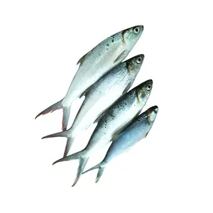 Factory Price 500/800 Gram Frozen Milkfish Glazed With Ice Whole Fish Shaped