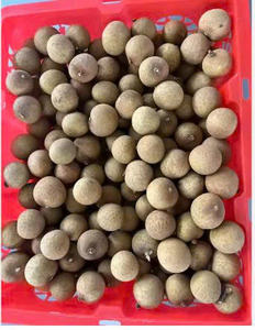 Longan Fresco Orgánico de Vietnam, Alta Calidad, Dulzura Natural, 100% Natural, 60 Días de Vida Útil, Certificado VietGAP GlobalGAP, Listo para Comer - Product Image 3
