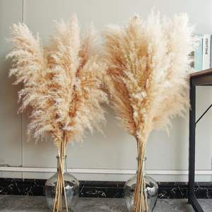 Vente <span class=keywords><strong>en</strong></span> gros de pampa country beige naturelle herbe de pampa séchée pour mariage maison hôtel herbe de pampa moelleuse <span class=keywords><strong>fleurs</strong></span> séchées - Product Image 6